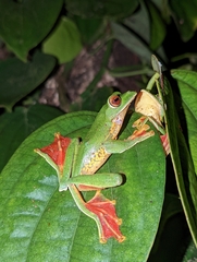 Rhacophorus malabaricus