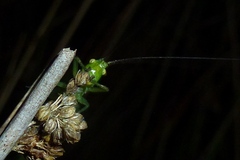 Tettigonia cantans