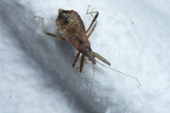 Himacerus apterus