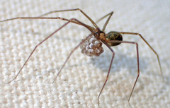 Psilochorus californiae