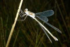 Lestes sponsa