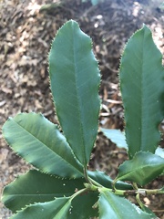 Photinia serratifolia