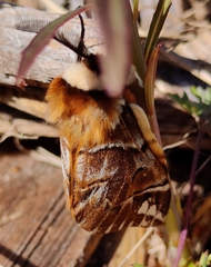 Endromis versicolora
