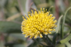 Leucospermum prostratum