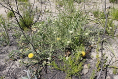 Leucospermum prostratum