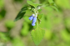 Salvia ballotiflora