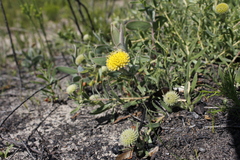 Leucospermum prostratum