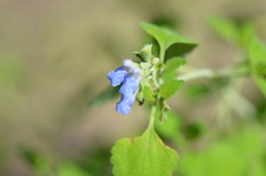 Salvia ballotiflora