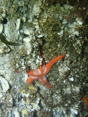 Henricia