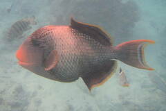 Pseudobalistes flavimarginatus