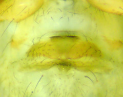 Psilochorus californiae