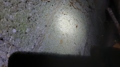 Dysdera