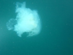 Phacellophora camtschatica