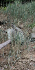 Leymus mollis