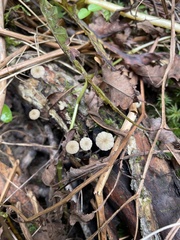 Marasmius rotula