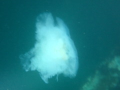 Phacellophora camtschatica