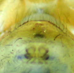 Psilochorus californiae