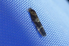 Mompha subbistrigella