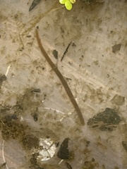 Naididae