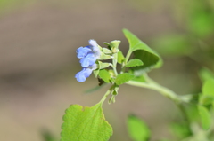 Salvia ballotiflora