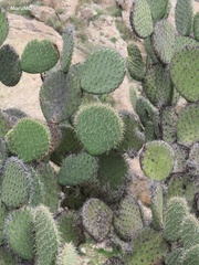 Opuntia hyptiacantha