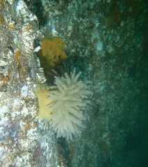 Actiniidae