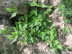 Mirabilis longiflora
