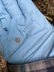 Marasmius rotula