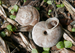 Helicigona lapicida