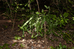 Image of Euphorbia bougheyi