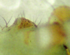 Psilochorus californiae