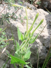 Mirabilis longiflora