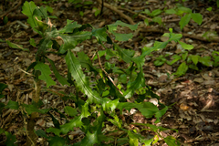 Euphorbia bougheyi image