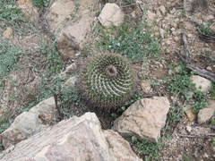 Mammillaria gigantea