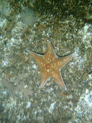 Dermasterias imbricata