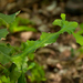 Euphorbia bougheyi - Photo (c) Bart Wursten, algunos derechos reservados (CC BY-NC), subido por Bart Wursten