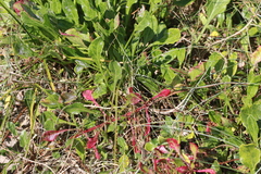 Beta vulgaris