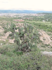 Opuntia hyptiacantha