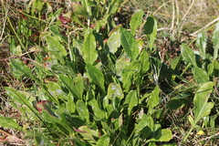 Beta vulgaris