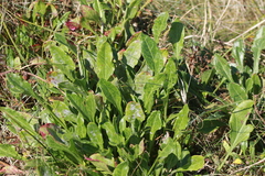 Beta vulgaris