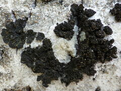 Collema nigrescens