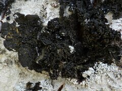 Collema nigrescens