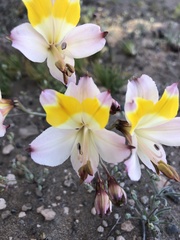 Alstroemeria leporina