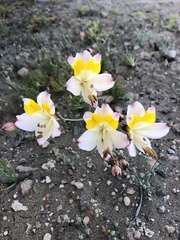 Alstroemeria leporina