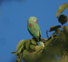Psittacula eupatria