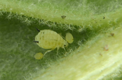 Aphis verbasci