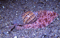 Harpa articularis