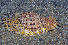 Harpa articularis