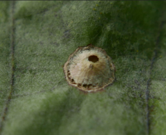 Neuroterus numismalis