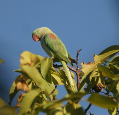 Psittacula eupatria